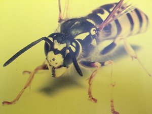 Pests treated and Prices. wasp